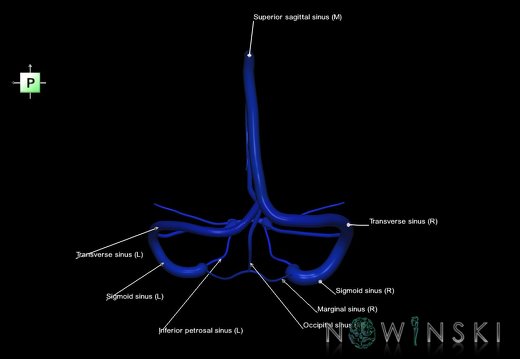 G5.T16.4.V3.C2.L1.Dural sinuses