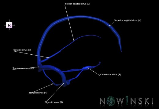 G5.T16.4.V4.C2.L1.Dural sinuses