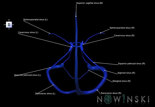 G5.T16.4.V5.C2.L1.Dural sinuses