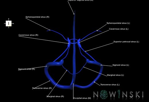 G5.T16.4.V6.C2.L1.Dural sinuses