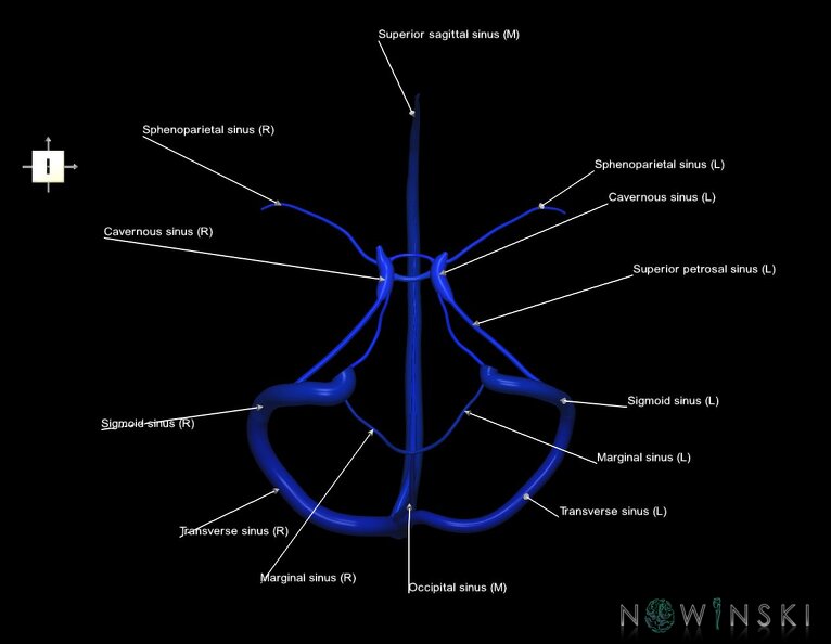 G5.T16.4.V6.C2.L1.Dural_sinuses.tiff