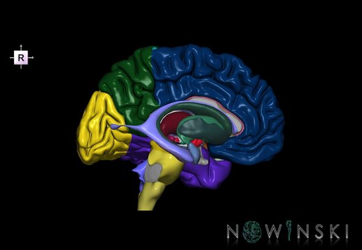 G5.T9-11-12-3.2.V4.C2.L0.Brainstem–Deep nuclei–Ventricles–Cerebrum left