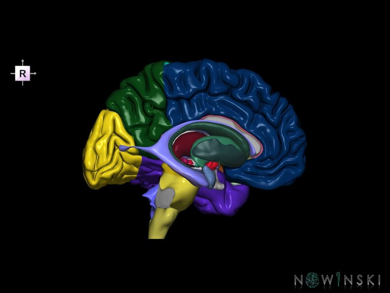 G5.T9-11-12-3.2.V4.C2.L0.Brainstem–Deep nuclei–Ventricles–Cerebrum left