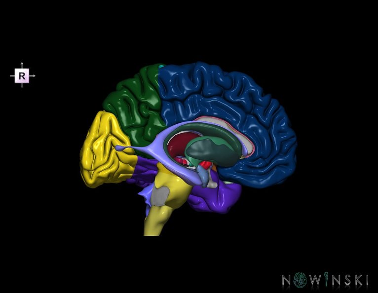 G5.T9-11-12-3.2.V4.C2.L0.Brainstem–Deep_nuclei–Ventricles–Cerebrum_left.tiff