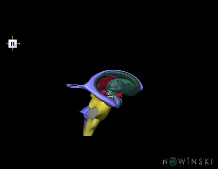 G5.T9-11-12.V4.C2.L0.Brainstem–Deep_nuclei–Ventricles.tiff