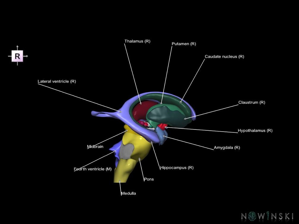 G5.T9-11-12.V4.C2.L1.Brainstem–Deep nuclei–Ventricles