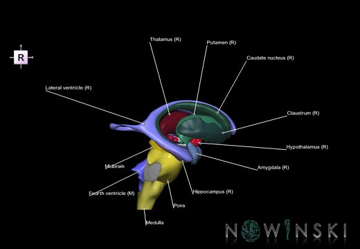 G5.T9-11-12.V4.C2.L1.Brainstem–Deep nuclei–Ventricles