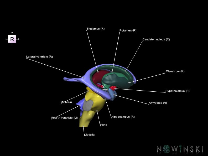 G5.T9-11-12.V4.C2.L1.Brainstem–Deep nuclei–Ventricles
