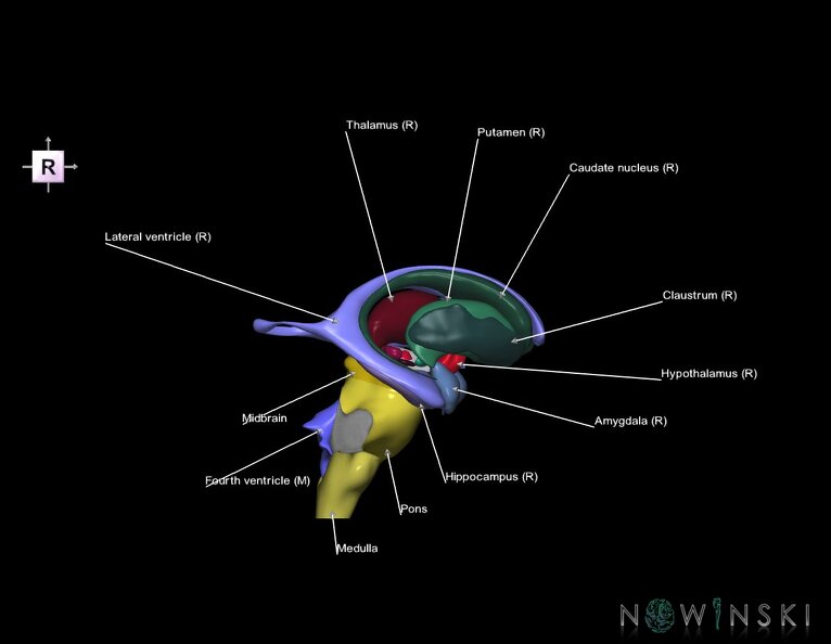 G5.T9-11-12.V4.C2.L1.Brainstem–Deep_nuclei–Ventricles.tiff