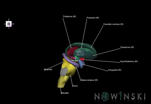 G5.T9-11.V4.C2.L1.Brainstem–Deep nuclei