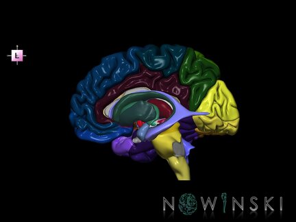G5.T9-11-12-3.3.V2.C2--3.L0.Brainstem–Deep nuclei–Ventricles–Cerebrum right