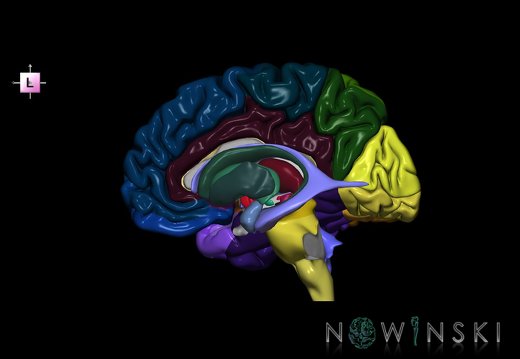 G5.T9-11-12-3.3.V2.C2--3.L0.Brainstem–Deep nuclei–Ventricles–Cerebrum right