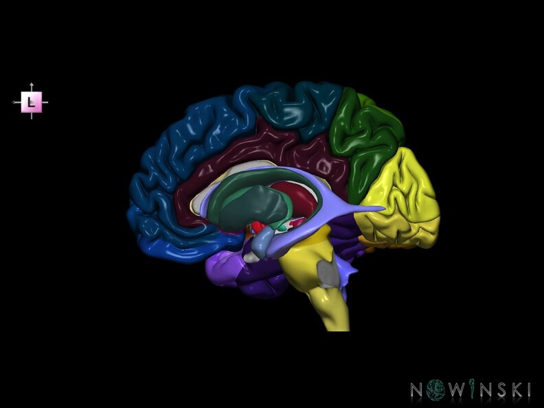 G5.T9-11-12-3.3.V2.C2--3.L0.Brainstem–Deep nuclei–Ventricles–Cerebrum right