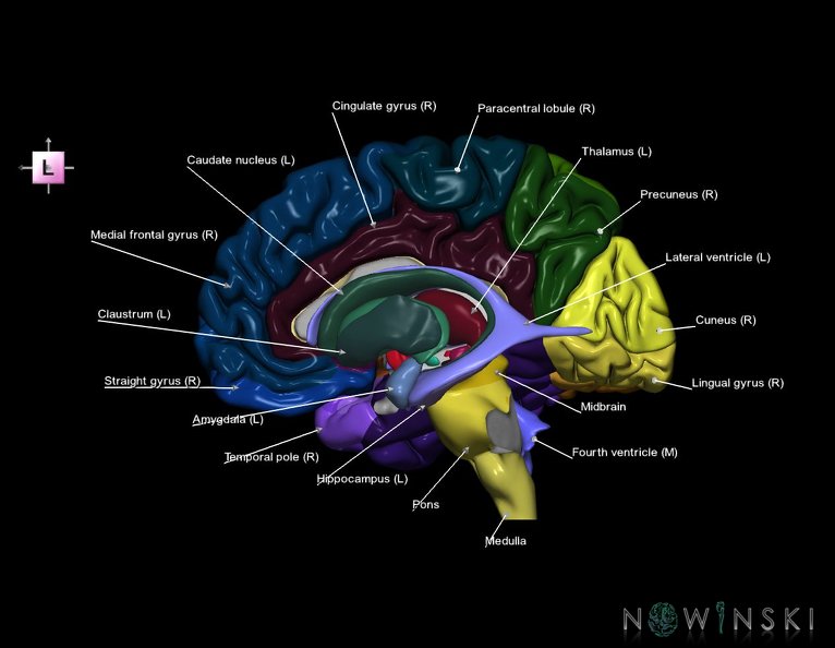 G5.T9-11-12-3.3.V2.C2--3.L1.Brainstem–Deep_nuclei–Ventricles–Cerebrum_right.tiff