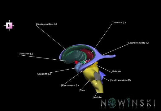G5.T9-11-12.V2.C2.L1.Brainstem–Deep nuclei–Ventricles
