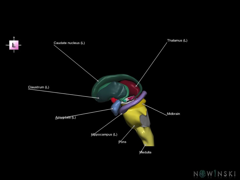 G5.T9-11.V2.C2.L1.Brainstem–Deep nuclei