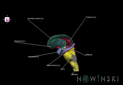 G5T9-11-12-3.3.Brainstem-DeepNuclei-Ventricles-CerebrumRight