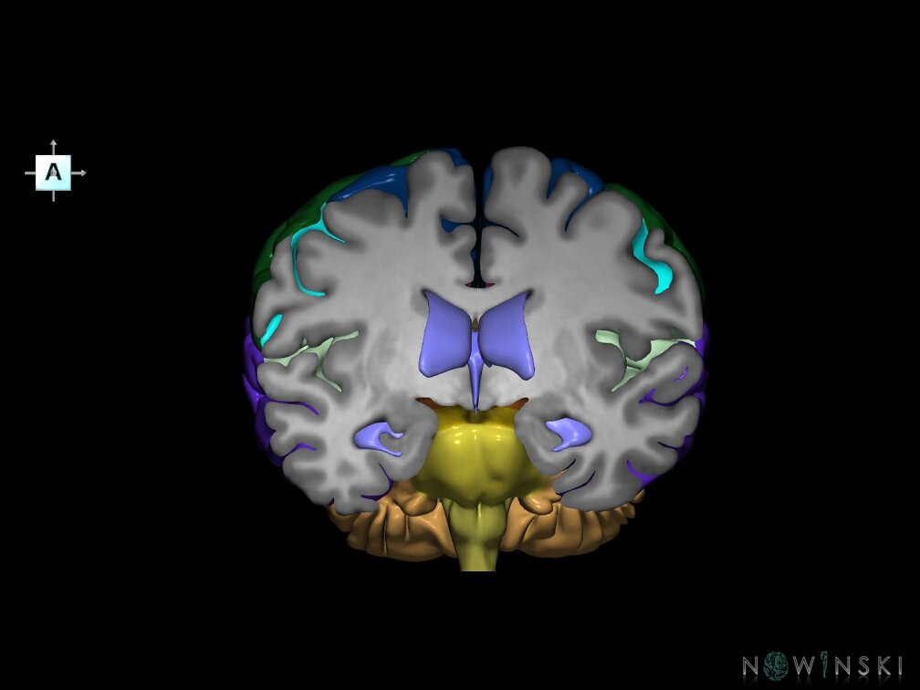 G7.T2.1-12.V1.Da-10.C2.L0.Brain anterior cut–Cerebral ventricles
