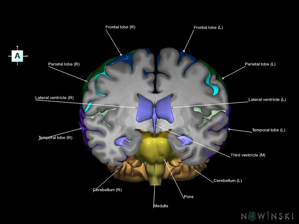 G7.T2.1-12.V1.Da-10.C2.L1.Brain anterior cut–Cerebral ventricles