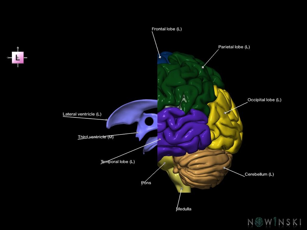 G7.T2.1-12.V2.Da-20.C2.L1.Brain anterior cut–Cerebral ventricles