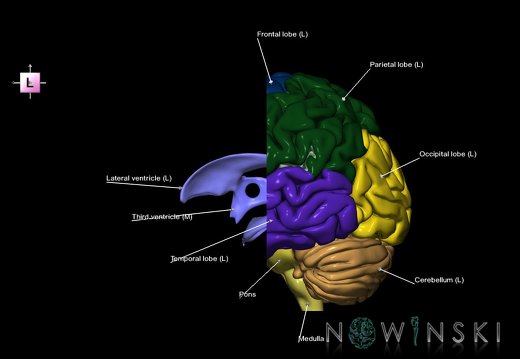 G7.T2.1-12.V2.Da-20.C2.L1.Brain anterior cut–Cerebral ventricles