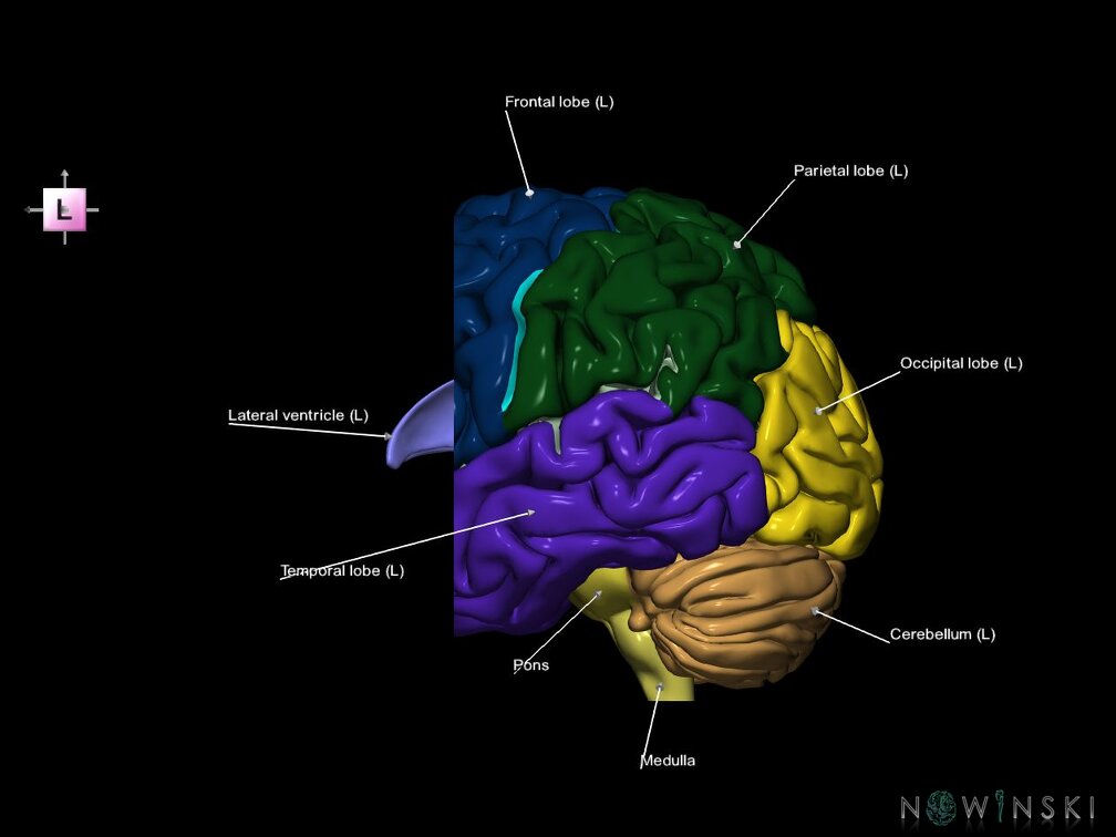 G7.T2.1-12.V2.Da10.C2.L1.Brain anterior cut–Cerebral ventricles