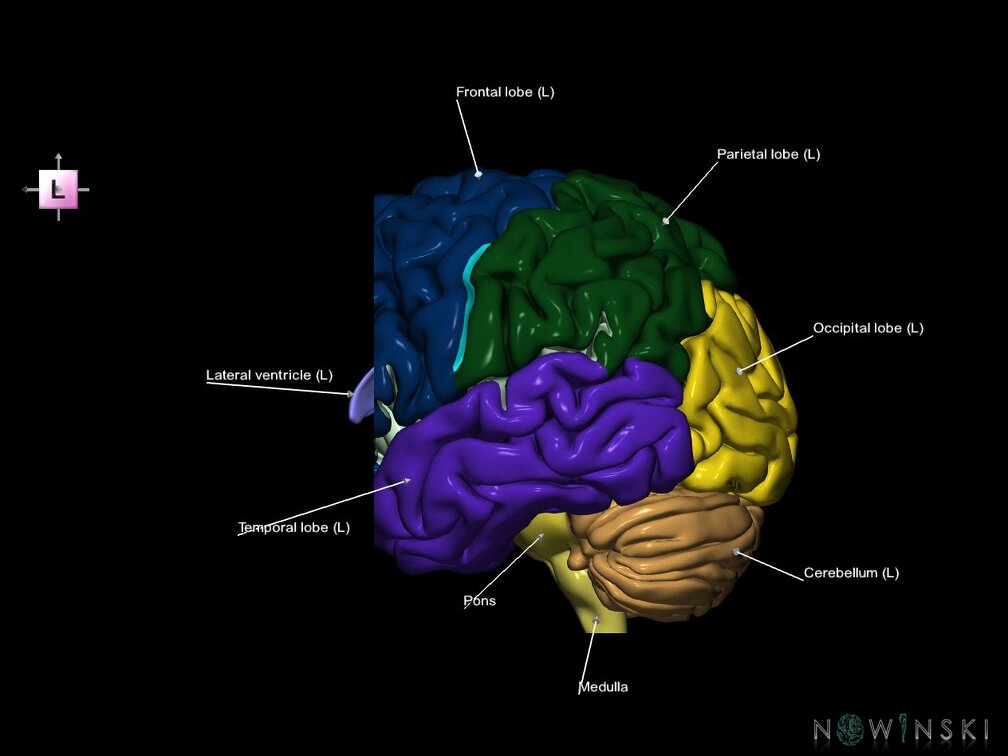 G7.T2.1-12.V2.Da20.C2.L1.Brain anterior cut–Cerebral ventricles