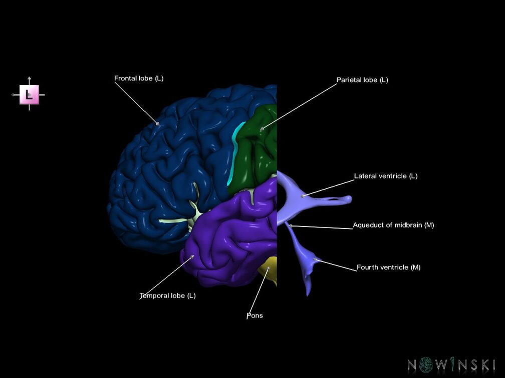 G7.T2.1-12.V2.Dp-30.C2.L1.Brain posterior cut–Cerebral ventricles