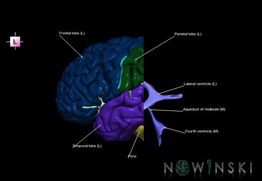 G7T2.1-12.BrainAnteroPosteriorCut-CerebralVentricles