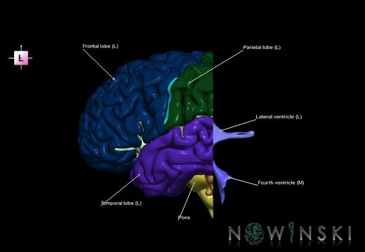 G7.T2.1-12.V2.Dp-40.C2.L1.Brain posterior cut–Cerebral ventricles
