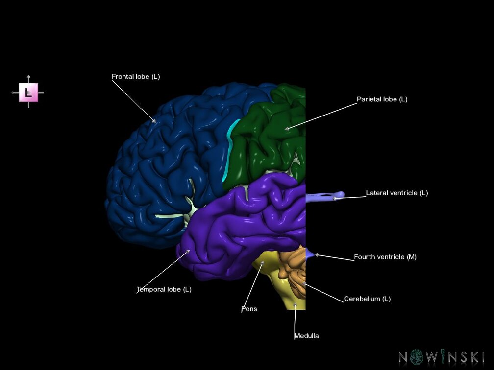 G7.T2.1-12.V2.Dp-50.C2.L1.Brain posterior cut–Cerebral ventricles