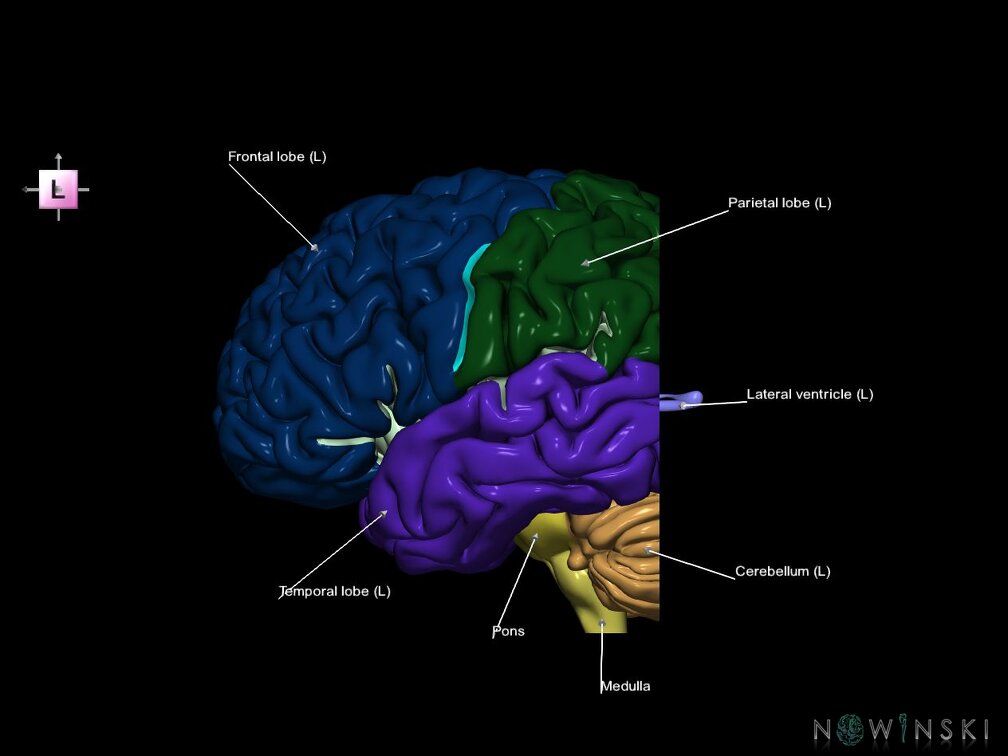 G7.T2.1-12.V2.Dp-60.C2.L1.Brain posterior cut–Cerebral ventricles