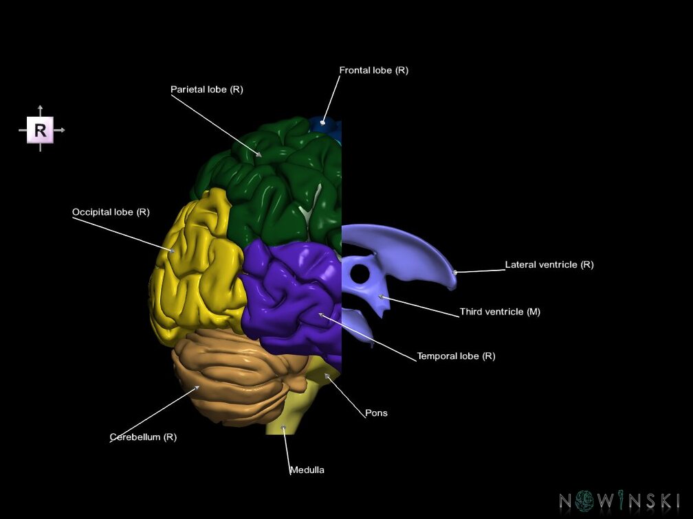 G7.T2.1-12.V4.Da-20.C2.L1.Brain anterior cut–Cerebral ventricles