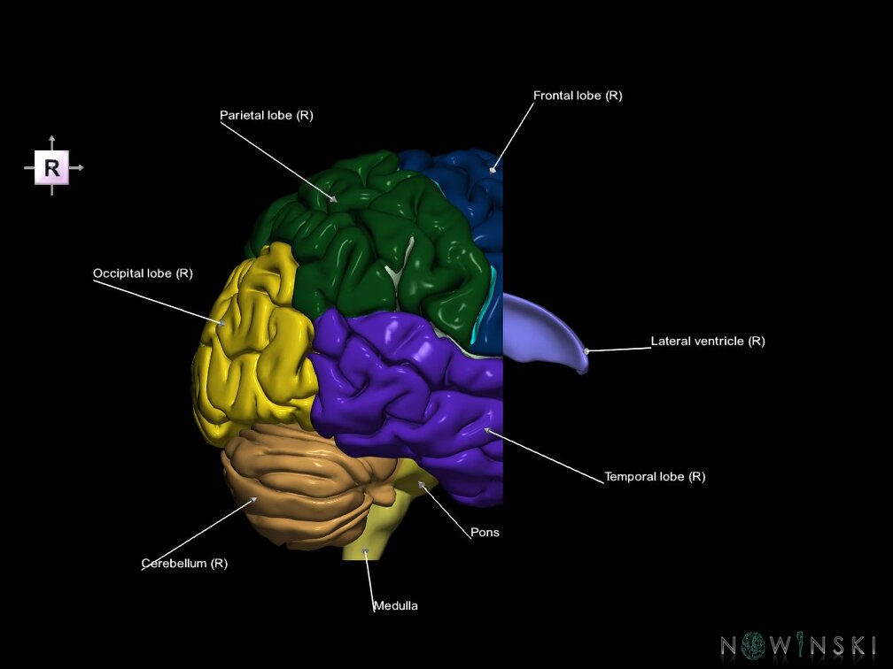 G7.T2.1-12.V4.Da00.C2.L1.Brain anterior cut–Cerebral ventricles