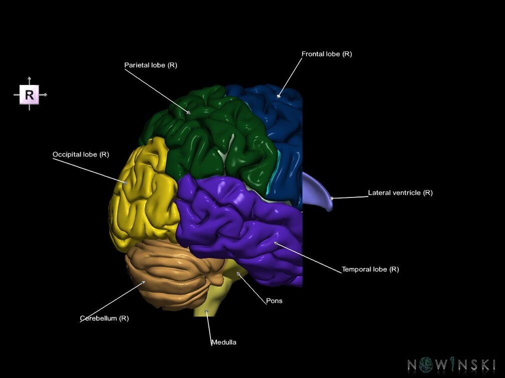 G7.T2.1-12.V4.Da10.C2.L1.Brain anterior cut–Cerebral ventricles