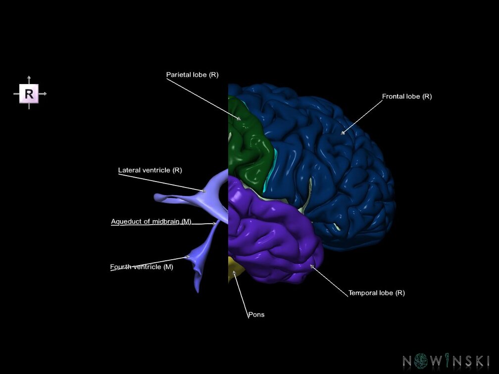 G7.T2.1-12.V4.Dp-30.C2.L1.Brain posterior cut–Cerebral ventricles