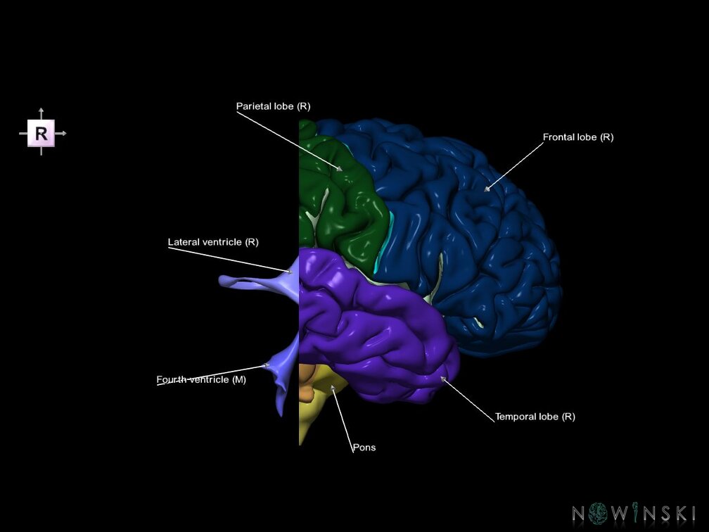 G7.T2.1-12.V4.Dp-40.C2.L1.Brain posterior cut–Cerebral ventricles
