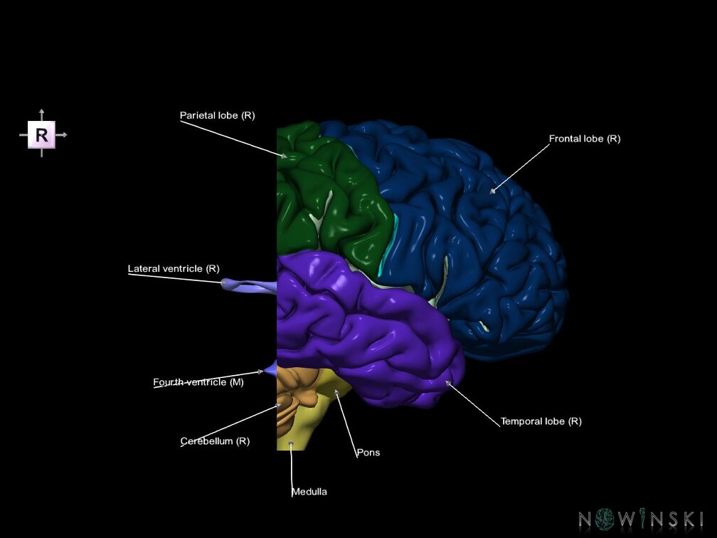 G7.T2.1-12.V4.Dp-50.C2.L1.Brain posterior cut–Cerebral ventricles