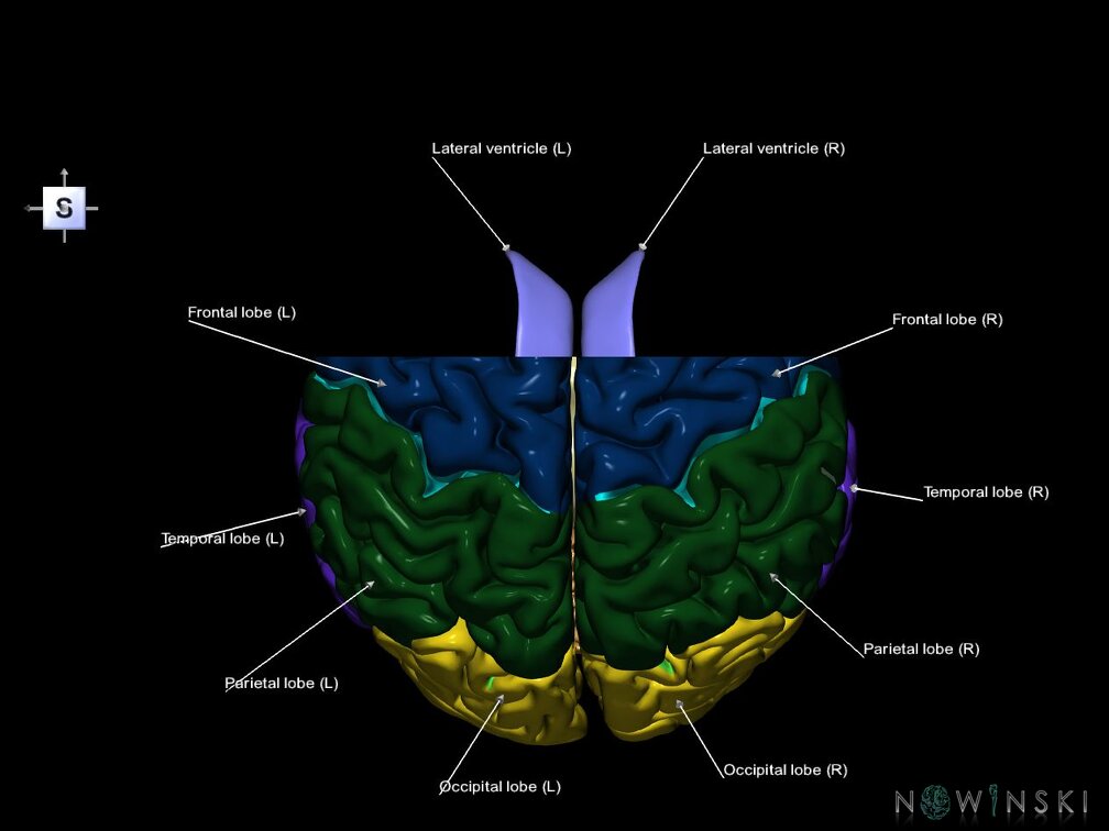 G7.T2.1-12.V5.Da00.C2.L1.Brain anterior cut–Cerebral ventricles