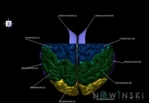 G7.T2.1-12.V5.Da00.C2.L1.Brain anterior cut–Cerebral ventricles