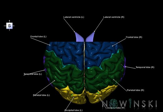 G7.T2.1-12.V5.Da10.C2.L1.Brain anterior cut–Cerebral ventricles