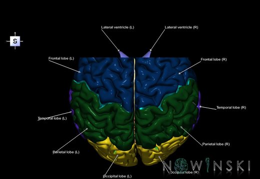 G7.T2.1-12.V5.Da20.C2.L1.Brain anterior cut–Cerebral ventricles
