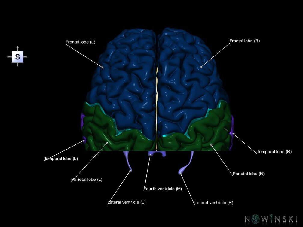 G7.T2.1-12.V5.Dp-50.C2.L1.Brain posterior cut–Cerebral ventricles