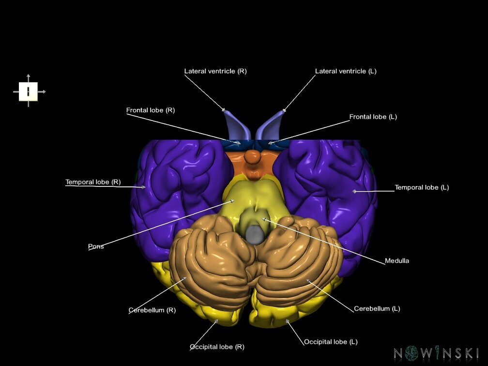 G7.T2.1-12.V6.Da10.C2.L1.Brain anterior cut–Cerebral ventricles