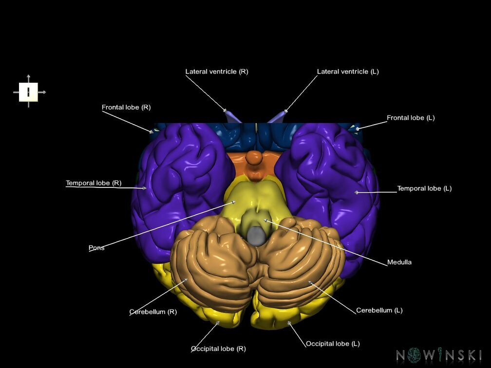 G7.T2.1-12.V6.Da20.C2.L1.Brain anterior cut–Cerebral ventricles