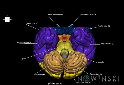 G7.T2.1-12.V6.Da20.C2.L1.Brain anterior cut–Cerebral ventricles