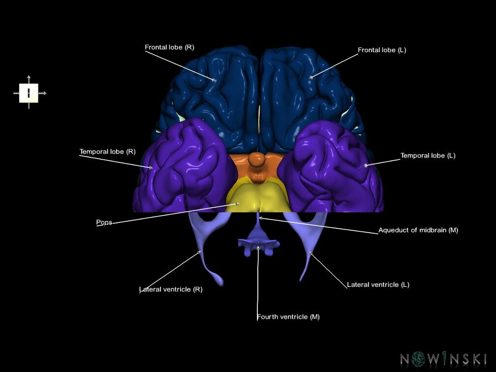 G7.T2.1-12.V6.Dp-30.C2.L1.Brain posterior cut–Cerebral ventricles