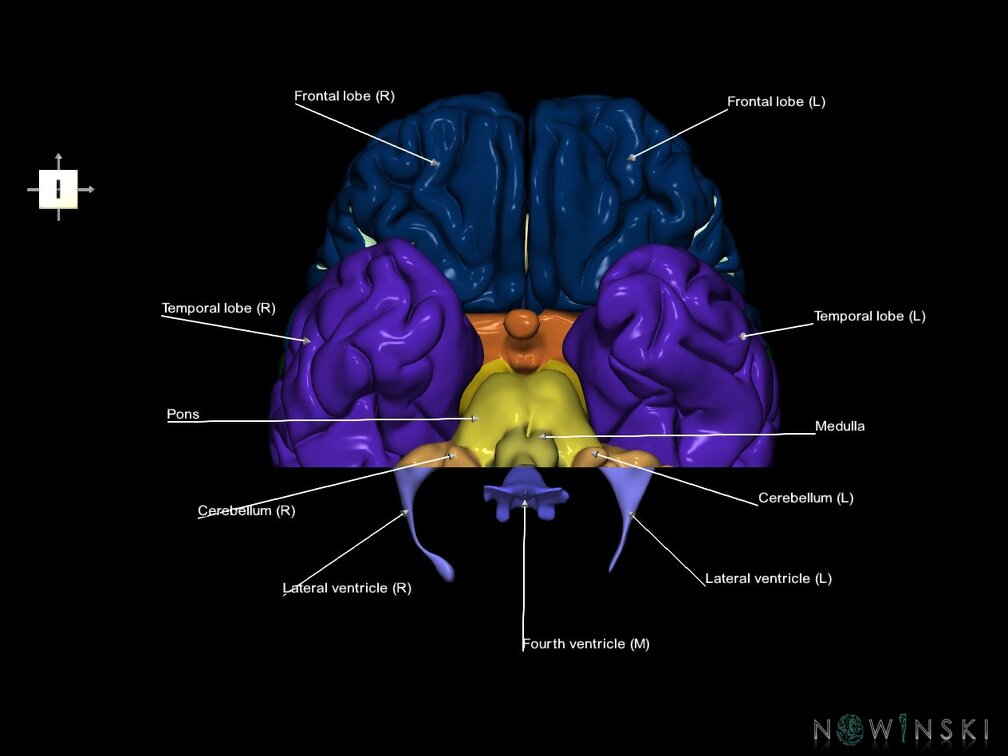 G7.T2.1-12.V6.Dp-40.C2.L1.Brain posterior cut–Cerebral ventricles