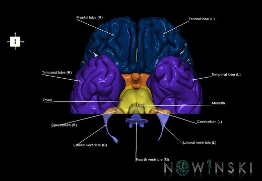 G7.T2.1-12.V6.Dp-40.C2.L1.Brain posterior cut–Cerebral ventricles