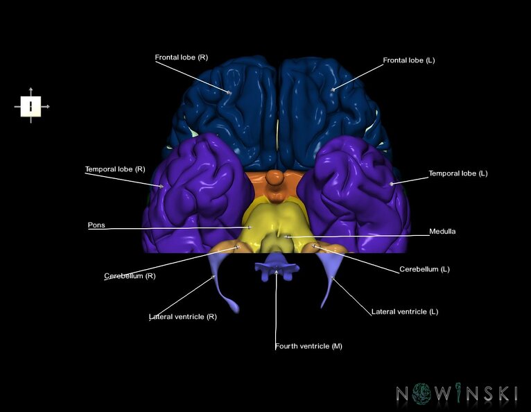 G7.T2.1-12.V6.Dp-40.C2.L1.Brain_posterior_cut–Cerebral_ventricles.tiff